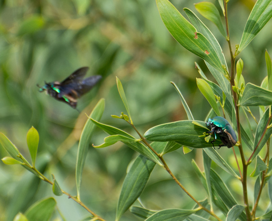 Fig-eater beetle - Cotinis mutabilis