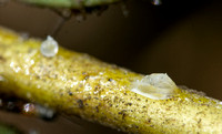 Tipu psyllid - Platycorypha nigrivirga