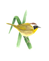 Common Yellowthroat - Geothlypis trichas