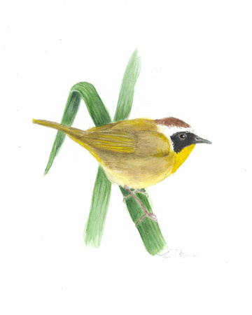 Common Yellowthroat - Geothlypis trichas