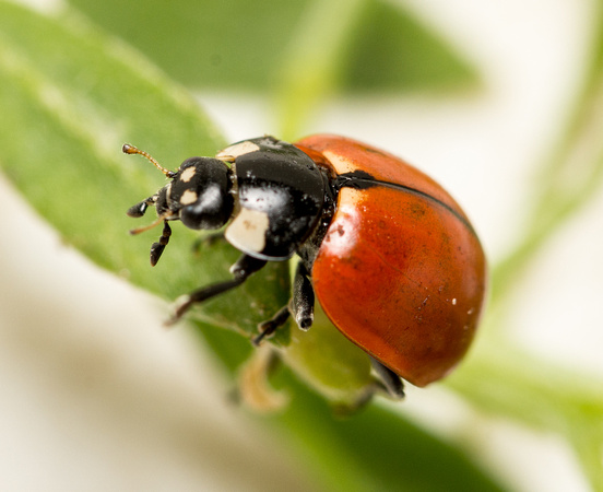 California lady beetle - Coccinella californica