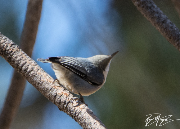 Pygmy Nuthatch - Sitta pygmaea
