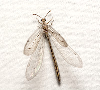 Antlion - Mexoleon papago