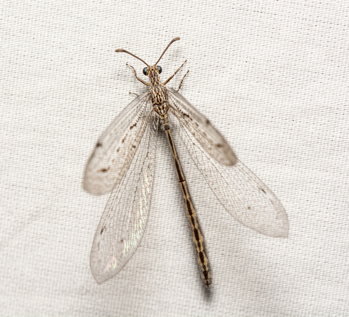 Antlion - Mexoleon papago