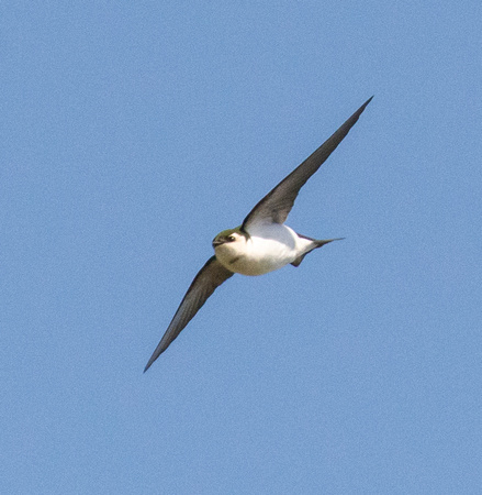 Violet-green Swallow - Tachycineta thalassina