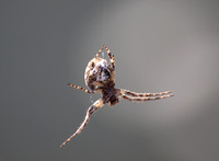 Bridge spider - Larinioides sclopetarius