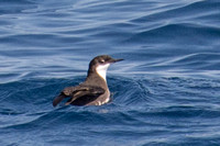 Craveri's Murrelet - Synthliboramphus craveri