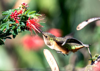 Allen's Hummingbird - Selasphorus sasin