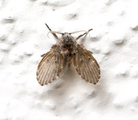 Filter fly - Clogmia albipunctata