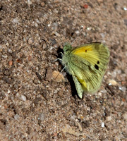 Dainty Sulphur - Nathalis iole