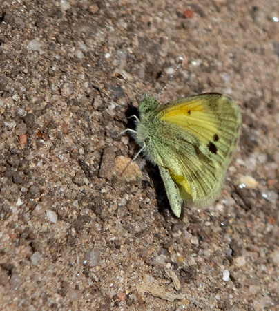 Dainty Sulphur - Nathalis iole