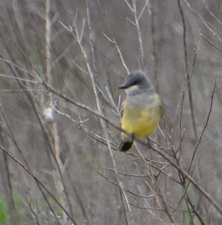 Cassin's Kingbird - Tyrannus vociferans