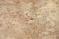 California red harvester - Pogonomyrmex californicus
