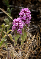 Owl's Clover - Castilleja exserta