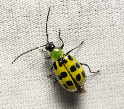 Western spotted cucumber beetle - Diabrotica undecimpunctata undecimpunctata