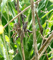 Gray bird grasshopper -Shcistocera nitens