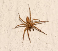 Corner spider - Hololena curta