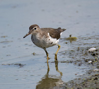 Spotted Sandpiper - Actitis macularia