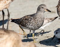 Surfbird - Calidris virgata