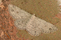 Geometrid moth - Iridopsis fragilaria