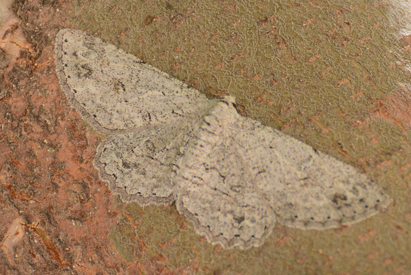 Geometrid moth - Iridopsis fragilaria
