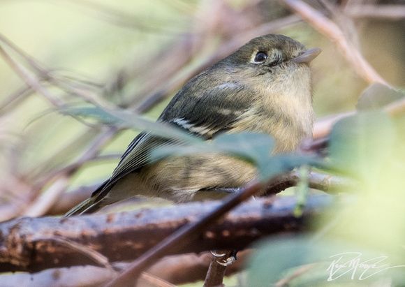 Hutton's Vireo - Vireo huttoni