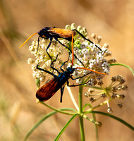 Tarantula Hawk - Pepsis mildei
