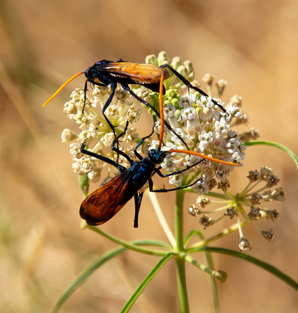 Tarantula Hawk - Pepsis mildei