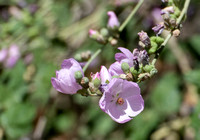 Chaparral bush-mallow - Malacothamnus fasciculatus