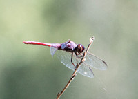 Roseate Skimmer - Orthemis ferruginea