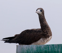 Cocos booby - Sula brewsteri