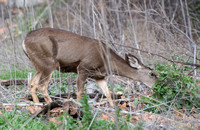 Mule Deer - Odocoileus hemionus