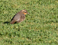 Varied Thrush - Ixoreus naevius