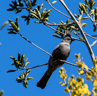 Phainopepla - Phainopepla nitens