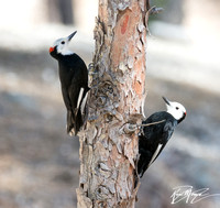 White-headed Woodpecker - Dryobates albolarvatus