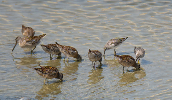 Short-billed Dowitcher - Limnodromus griseus, Stilt Sandpiper - Calidris himantopus