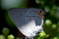 Gray hairstreak - Strymon melinus