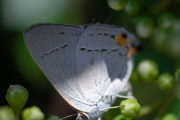 Gray hairstreak - Strymon melinus