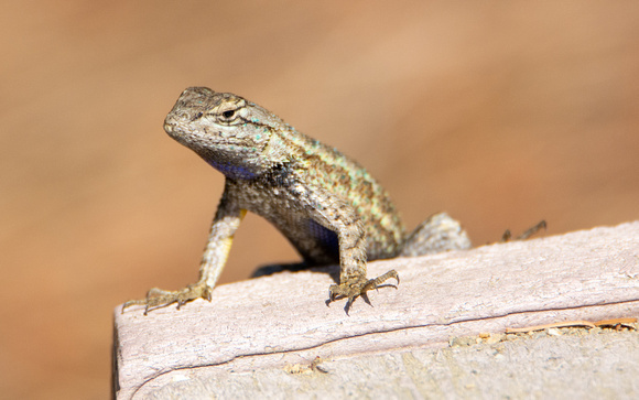 Western Fence Lizard - Sceloporus occidentalis