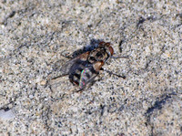 Satellite fly??? - Unidentified sp.