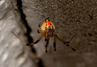 brown widow - latrodectus geometricus