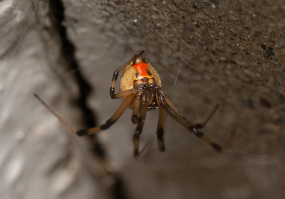 brown widow - latrodectus geometricus