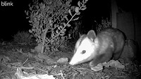 Opossum - Didelphis virginiana