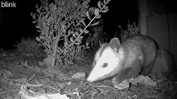 Opossum - Didelphis virginiana