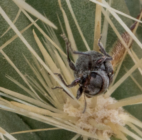 Beetle
