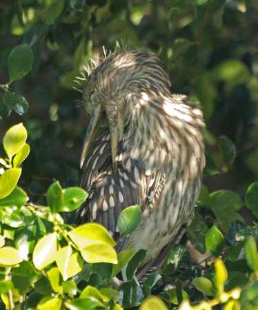 Black-crowned Night Heron - Nycticorax nycticorax