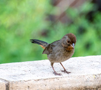 California Towhee - Melozone Crissalis