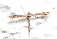 Sage Plume Moth - Anstenoptilia marmarodactyla