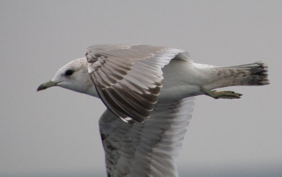 Short-billed Gull - Larus brachyrhynchus
