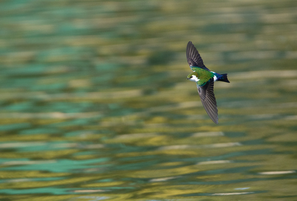 Violet-green Swallow - Tachycineta thalassina